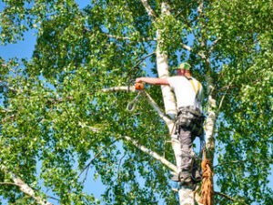 Tree Expert